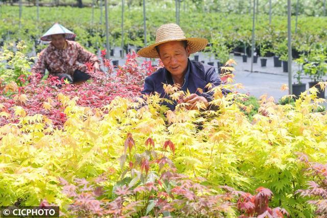 村民种植发展绣球花,枫树,铁线莲,杜鹃花,红叶南天竺等各类特色苗木