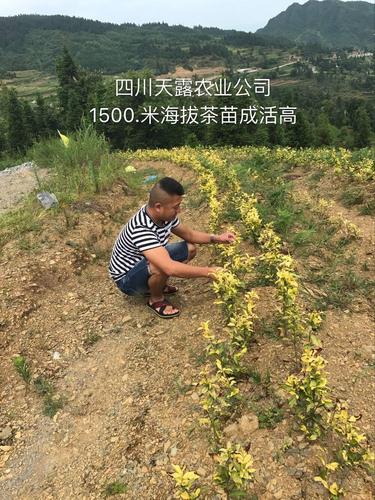 雅安市名山区超众苗木种植农民专业合作社 已实名备案