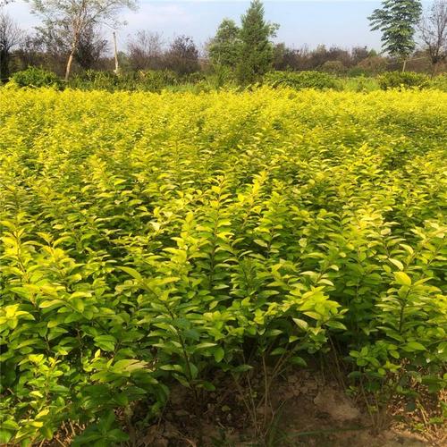 金叶女贞树苗种植基地金叶女贞树苗价格产地货源华美苗木