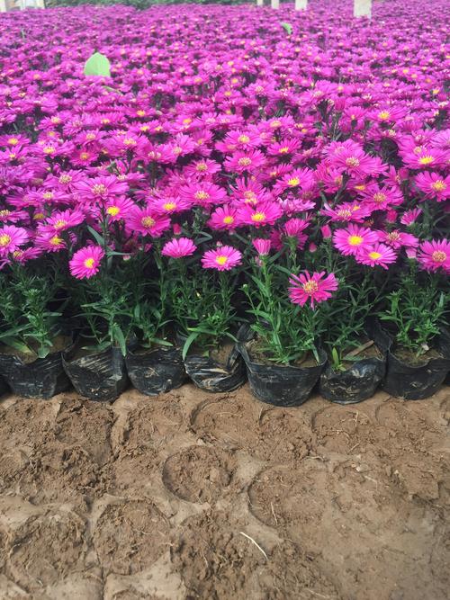 青州市恒景花卉苗木专业合作社-荷兰菊自产自销 荷兰菊种植基地