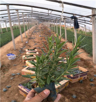 昆明马鞭草幼苗种植基地