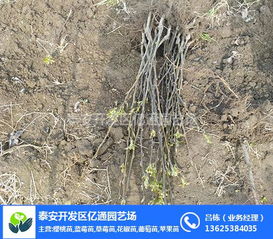 梨树苗基地 梨树苗 泰安亿通园艺