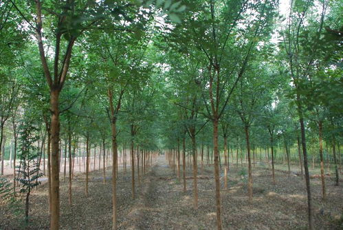 速生国槐 山东速生国槐 速生国槐特价苗 兖州鲁国绿速生国槐种植专业合作社 13583732769