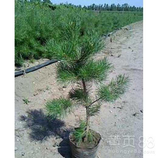 【通辽营养杯荒山造林苗木种苗销售】- 
