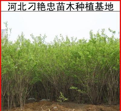 【e47销售金银木树苗 金银木价格 河北金银木园艺花卉种植基地】 -