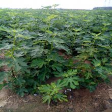 【大庆市绿宝石蓝莓苗啥时种植蓝莓苗价格销售价格图片】大庆市绿宝石蓝莓苗啥时种植蓝莓苗价格销售价格 - 泰安高新区旺运苗木中心