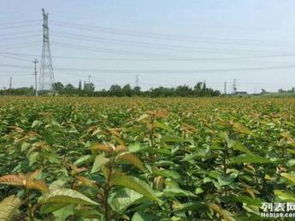 图 四川大樱桃苗批发提供大樱桃树苗种植技术 成都产品供应加工