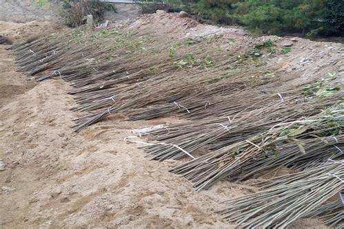 【板粟苗哪里有卖广西板粟苗基地报价】-