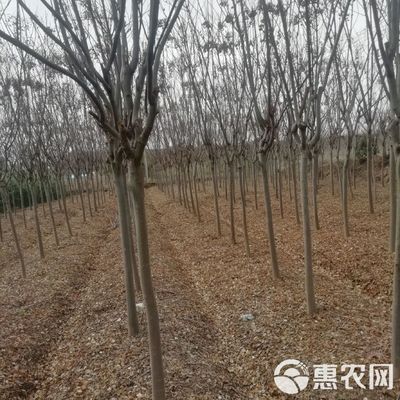 黄山栾树 供应 栾树 绿化乔木栾树价格 黄山栾