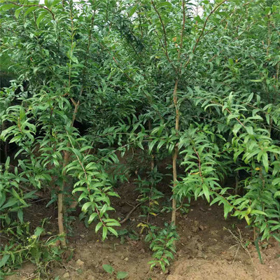 良友苗木 红巨蜜石榴苗 红籽石榴苗 突尼斯软籽石榴苗 赠送种植技术图片_高清图_细节图-泰安开发区良友园艺场