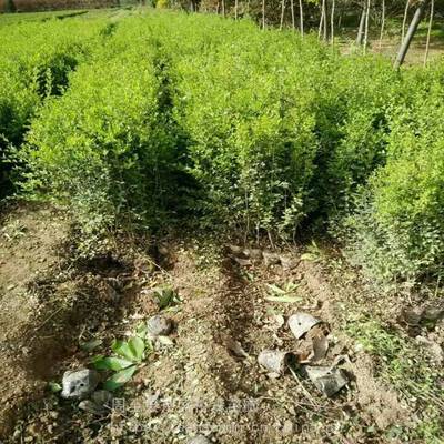 陕西小叶女贞哪有批发的 绿篱苗 球形苗木 景观绿化供应商