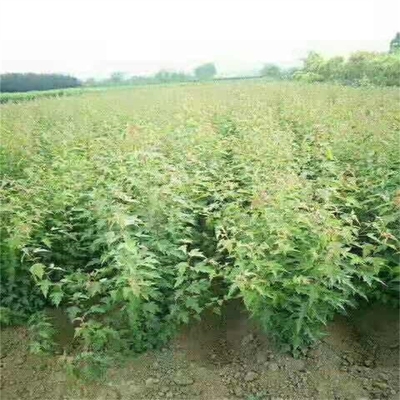 三角枫苗 三角枫小苗 丛生三角枫 辽宁开原三角枫树苗种植基地