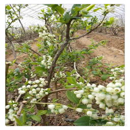 【矮丛蓝莓树苗,直销美登蓝莓苗,蓝莓苗价格,送种植技术资料量大优惠中】- 