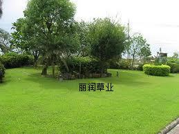 城市绿化,地被草坪,丽润草业进口草种 午夜2号草坪