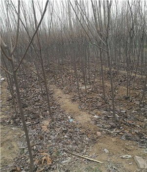 新闻 秦皇岛藤八柿子树苗批发种植销售 雨田园艺场