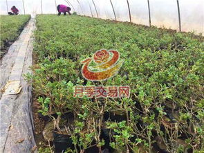 河南汝南 花木销售搭上 电商快车