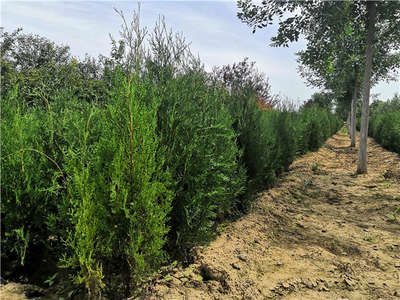 侧柏种植前景怎么样?