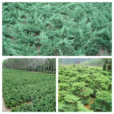 苗圃直销 铺地柏又名爬地柏 工程绿化苗木 地被植物 四季常青