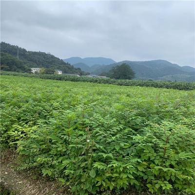 树型优美黄柏树苗木 黄柏树盆景 源头工厂 世茂苗木