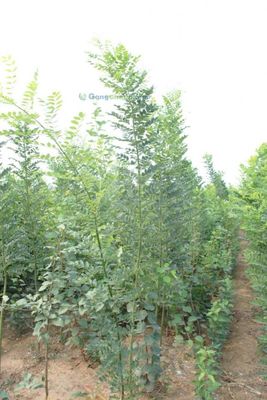 供应山东哪里的速生国槐成活率高找青州沐杉苗木专业合作社_果树_世界工厂网