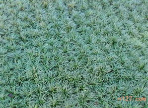 江西玉龙草种植基地直销销售价格