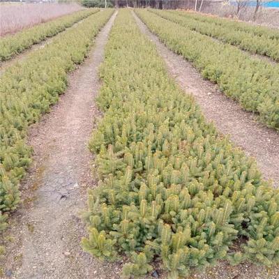 桓仁财源苗木种植基地