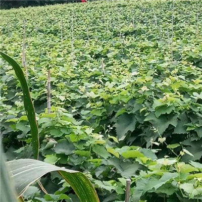 浙江葡萄小苗 巨玫瑰葡萄苗信息