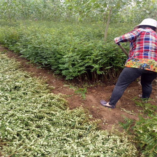 品种花椒苗多少钱一株 品种花椒苗批发价格
