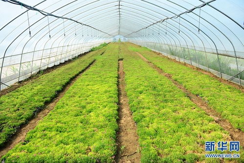 河南安阳 花卉苗木 助农增收致富