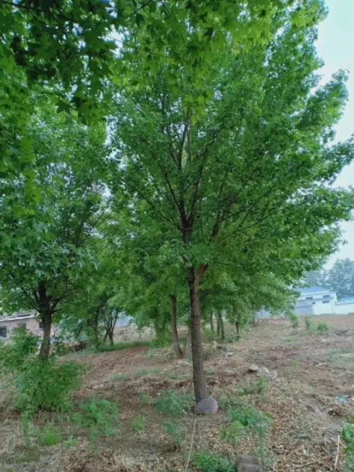 恭喜都市绿洲苗木研究基地入驻苗木通 质量是企业的生命