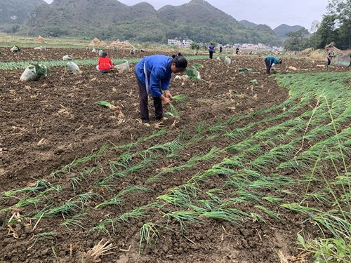 镇宁马厂镇 秋耕冬种正当时 土地轮作促增收