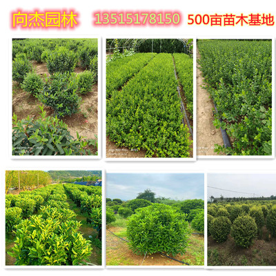多分支大杯红叶石楠高度50直径20cm树型优美长期销售向杰园林苗木种植基地