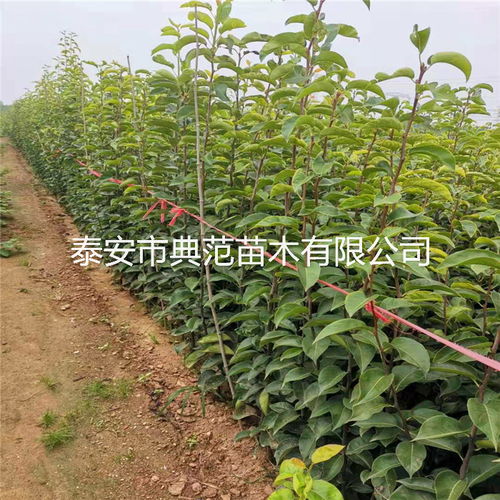 【梨树苗销售公司、梨树苗种植区域】- 