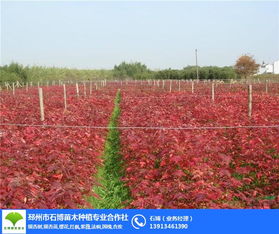 保定银杏树 邳州石博苗木种植基地 出售实生银杏树