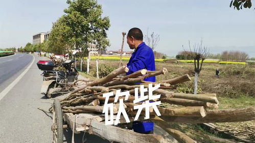 种植了十多年的花卉苗木为何砍掉 汉中大叔偶遇砍树烧柴,太可惜