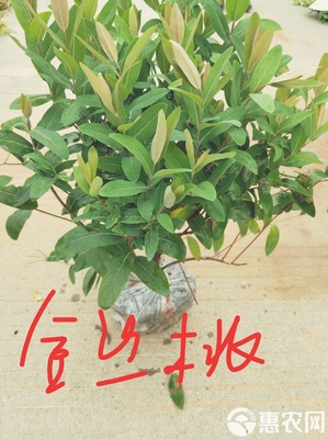 八角金盘