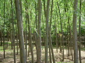 河北柳树苗木种植 基地 销售 价格