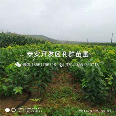 山东莫利樱桃苗 山东莫利樱桃苗价格及报价