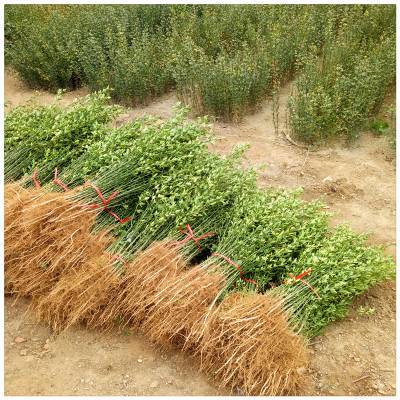 哪里有枸橘苗卖 50公分枸橘树苗的种植基地