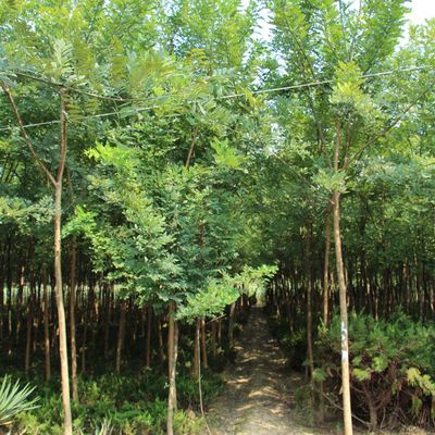 常年供应国槐 金叶国槐苗 自产自销 基地种植 量大优惠 绿化工程苗木 欢迎来电