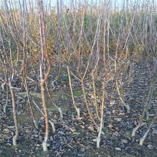 【求购苹果小苗、苹果小苗批发价格】- 
