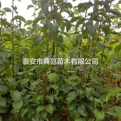 秋月梨树苗批发 秋月梨苗种植基地