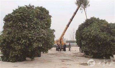大丰红花村种植4000多亩苗木 销往苏锡常等地