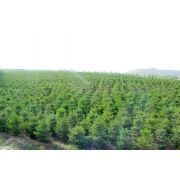 连城绿化苗木合作社