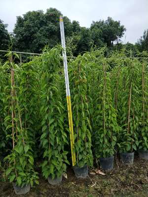 炮仗花 黄鳝藤 鞭炮花 炮仗花价格