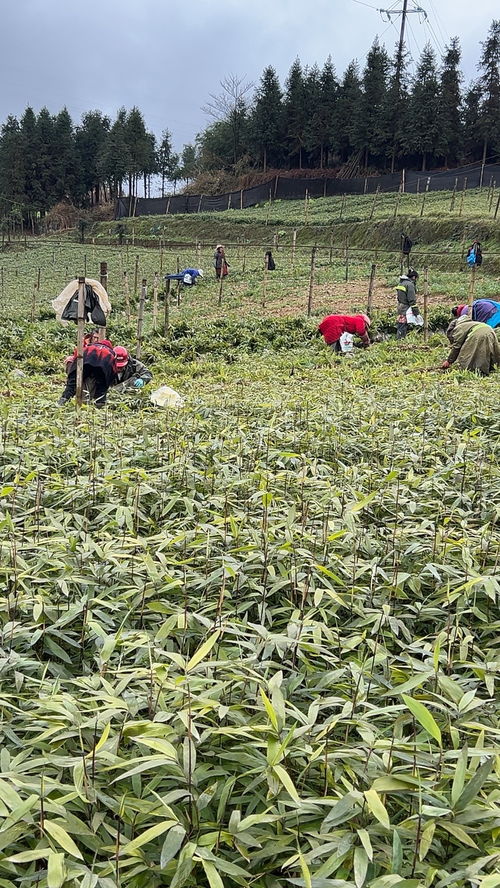 记录我的种植生活 抖音助农 三农 苗木供应 现挖现发