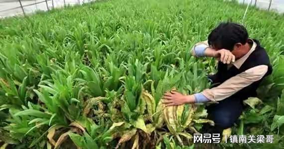说农民苦是歪曲事实 博眼球 农民过得好不好,到底是谁说了算