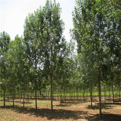 苗木种植- 苗木销售 -济宁市任城区群林苗木种植基地