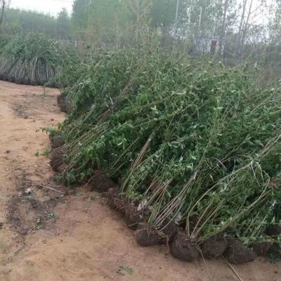 沭阳大型地被苗木连翘苗种植基地大量销售中价格优惠