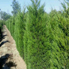 【供应批发直销塔柏/蜀桧种植基地 园林工程绿化苗木图片】供应批发直销塔柏/蜀桧种植基地 园林工程绿化苗木